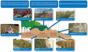 Ideally, the dune should be 80 percent covered in vegetation. Caring For Northland S Dunes Northland Regional Council