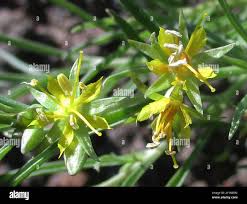 Image result for Vahlia