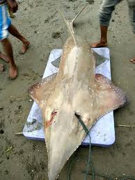Kekhususan bentuk tubuh ikan pari dimana ikan pari mempunyai bentuk tubuh gepeng melebar (depressed) dimana sepasang sirip dada. Penemuaan Jenis Ikan Hiu Pari Steemit