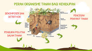 Tanah juga merupakan penyedia air untuk keperluan hidup. Soal Dan Jawaban Tanah Dan Keberlangsungan Kehidupan Kelas 9 Jawabanku Id