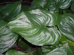 Image result for Cyanastrum johnstonii