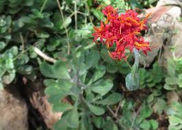 Image result for Kleinia chimanimaniensis