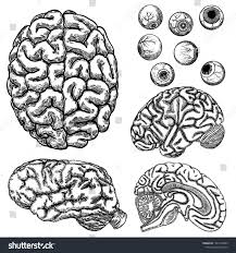 Monochrome Human Brain Engraving Top Side And Sliced Inside Layer Perspective View Human Eyes Or Eyeballs Icon Design Inspiration Creative Icon Stock Photos