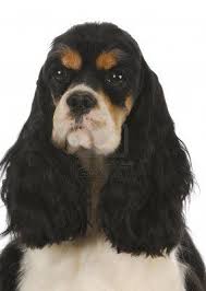 Full Grown Black American Cocker Spaniel Pin By Susan Ayer On Dogs Laugh With Their Tails American Cocker Spaniel Cocker Spaniel Cocker Spaniel Puppies