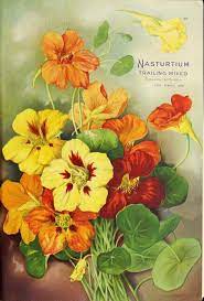 Pin By Sk On Floral Vintage Prints Vintage Seed Packets Vintage Flowers Nasturtium