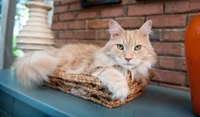 She loves her parents and adapts to any environment as long as she has. Maine Coon Cat Breed Information