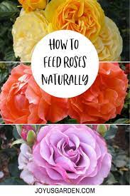 The Best Way To Feed Roses Organically Naturally Growing Roses Hybrid Tea Roses Planting Roses