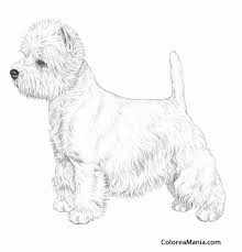 Aquí encontrás una gran variedad de dibujos hechos a lapiz de personas, animales, de flores, de paisajes, de manos y muchos más. Colorear Perro West Highland Terrier Dibujo A Lapiz Animales Domesticos Dibujo Para Colorear Gratis