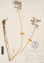 Image result for Fimbristylis quinquangularis