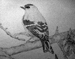 1 appearance 2 personality 3 plot 3.1 human monster saga 3.1.1 monster raid arc 3.1.2 super fight arc 3.1.3 monster association arc 4 abilities and powers 4.1 physical abilities 4.2 fighting style 4.3 equipment 5 major battles 5.1 original webcomic 6 trivia 7 references 8. Beautiful Bird Drawing By Gwendolyn Gatling Saatchi Art