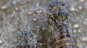 Maybe you would like to learn more about one of these? Pourquoi Le Chant Des Cigales Est Il Si Fort En Journee Cnews