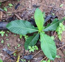 Image result for Elephantopus