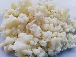 Milchkefir Tibetanische Kefirknolle Kefirknollen Kefir Milch