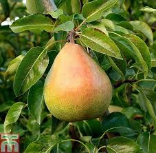 Find last year's growth ring on a branch (an area where it looks like a smaller piece of new wood is emerging from a slightly larger area with a collar in between). How To Prune Pear Trees Thompson Morgan
