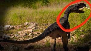 We did not find results for: Top 5 Real Dinosaur Sightings Caught On Camera Avistamientos Captado P Saugetiere Dinosaurier Tiere