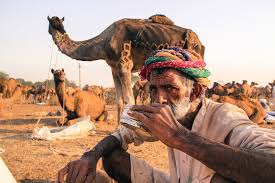 Drinking camel milk is just like drinking cow's or goat's milk. Camel S Milk Chai In Pushkar Fathom