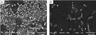 Image result for Multidentia sp. A