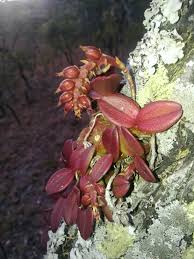 Image result for Aeschynomene bracteosa