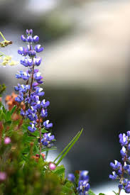 Check spelling or type a new query. Free Flowers In Washington State 2 Stock Photo Freeimages Com