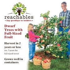 Families enrolled in public preschool for 2 half days only, will not be charged any tuition for 35 weeks, before and after that time regular tuition rates will be. Tips On Growing Apple Trees Gurney S Seed And Nursery