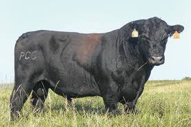 Top 10 Progressive Cattleman online stories of 2018