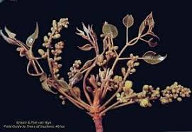 Image result for Entandrophragma caudatum