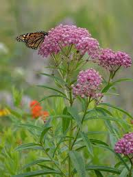 Asclepias Incarnata Rose Milkweed In 2020 Asclepias Incarnata Milkweed Plant Asclepias