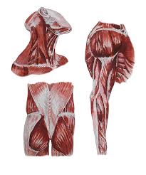 Superficial large extensors, and deep smaller. Gluteus Maximus Anatomy Anatomy Diagram Book
