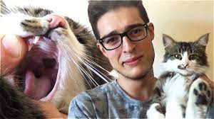 hz muhammed in kedisi muezza yi bulduk muezza kedisi youtube