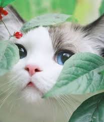 Zona informasi kucing ras , persia , anggora, kampung, gambar foto kucing lucu, perawatan, penyakit, info harga dan tempat jual beli, kesehatan, breeding dan ternak. 250 Ide Cat Di 2021 Kucing Cantik Anak Kucing Lucu Hewan Lucu