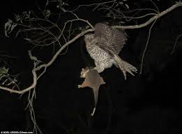 However, a little bit as a treat every once in a while is okay! Owl Carries Off A Possum The Size Of A Small Pet Dog In Sydney Daily Mail Online