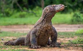 To największa współcześnie żyjąca jaszczurka. Park Narodowy Komodo Zobacz Bali