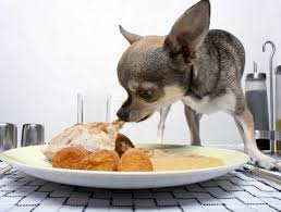 Allergies are an exaggerated or pathological immunological reaction to a substance. Foods Your Chihuahua Shouldn T Eat