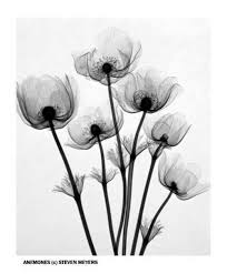 We specialize in luxury flowers delivery, monday to sunday in london and uk. Meyers And Flowers