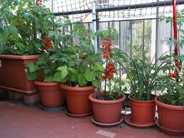 Wie pflegt man sie, damit sie gedeihen und früchte tragen? Gemuse Im Kubel Gartentipps