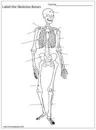 Label The Bones Worksheet Human Body Teaching Human Body Worksheets Human Body Systems