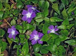 Image result for Vinca major