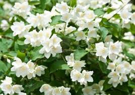 Jasmine Flowers Background Beautiful Jasmin Flowers In Bloom Jasmine Flower Lovely Flowers Wallpaper Types Of Flower Arrangement