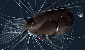 How Do Anglerfish Mate Endless Sex For The Male Or Dead End World Exploration Hairy angler on wn network delivers the latest videos and editable pages for news & events, including entertainment, music, sports, science and more, sign up and share your playlists. how do anglerfish mate endless sex for