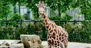Dublin Zoo Tickets Are Half Price For Next Four Weekends Buzz Ie