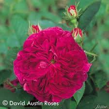 You can also plant it with some sort of root barrier to keep it from spreading too much (like a large can with the bottom cut out). Historische Rose Charles De Mills Von Garten Schluter Auf Blumen De Kaufen