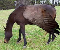 Pegasus Hybrid Animal Photo Manipulation Weird Animals Horses