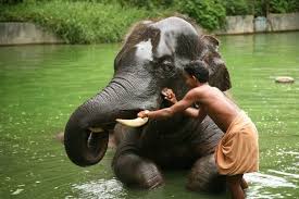 Taming the Wild Elephant — Wellspring ...