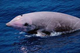 We have all tried holding our breaths underwater at least once in our lives. Beaked Whales Are The Deepest Divers The New York Times