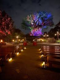 See more ideas about ferguson lighting, pendant lighting, lighting. Wedding In Animal Kingdom Sensational Ceremonies