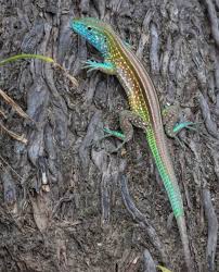 Hey There Nature Lizard Animals Of The World Reptiles And Amphibians