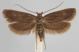 Image result for Scythris crypta