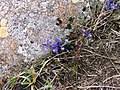 Image result for Polygala dewevrei