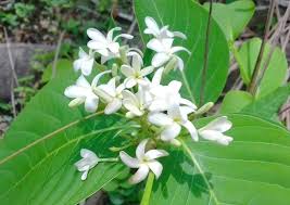 Image result for Holarrhena pubescens