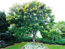 Check spelling or type a new query. Glaucous Cassia Trees Light Up Florida Landscapes Artistree Artistree